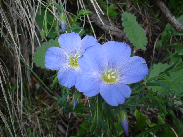 Linum alpinum / Lino alpino